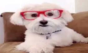 حیوانات؛ این موجودات دوست داشتنی