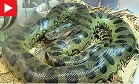 تصاویری از دوستی یک زن با خطرناکترین خزنده باغ وحش