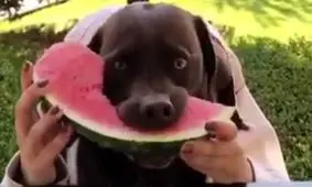 هندوانه خوردن سگی ، نبینی از دستت رفته!