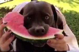 هندوانه خوردن سگی ، نبینی از دستت رفته!