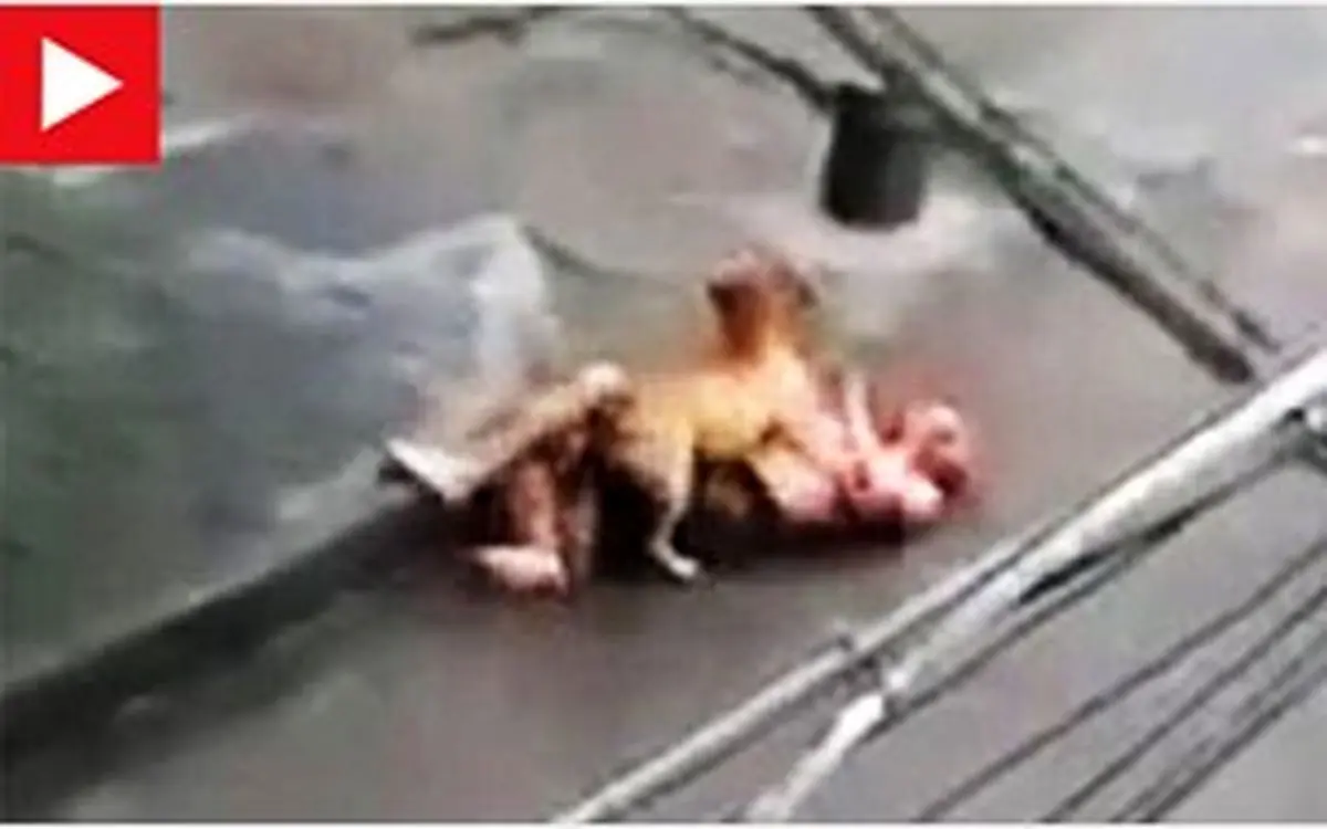 حمله ترسناک سگ ولگرد به عابران در روز روشن+فیلم