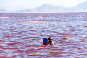 قرمز شدن رنگ دریاچه ارومیه