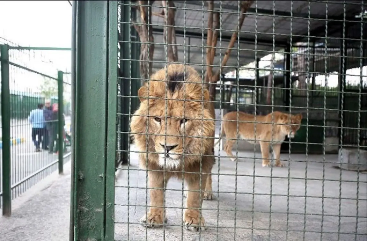باغ وحش مشهد پلمب شد