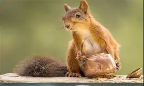 جریمه میلیونی برای زنده‌گیری "سنجاب ایرانی‌"