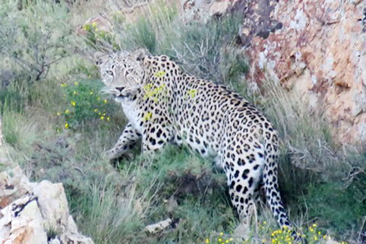 مشاهده یک قلاده پلنگ در مرز ایران و ترکمنستان