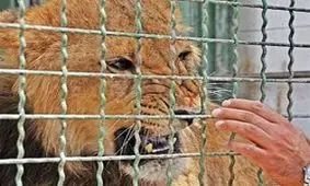 باغ وحش مشهد پلمب شد