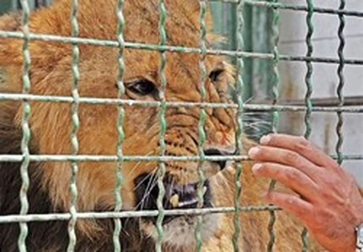 باغ وحش مشهد پلمب شد