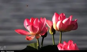 شکوفه نیلوفران آبی در تالاب‌های مازندران