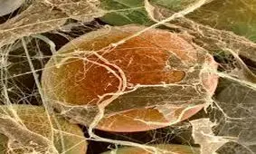 ابداع روشی برای تبدیل چربی سفید به قهوه ای