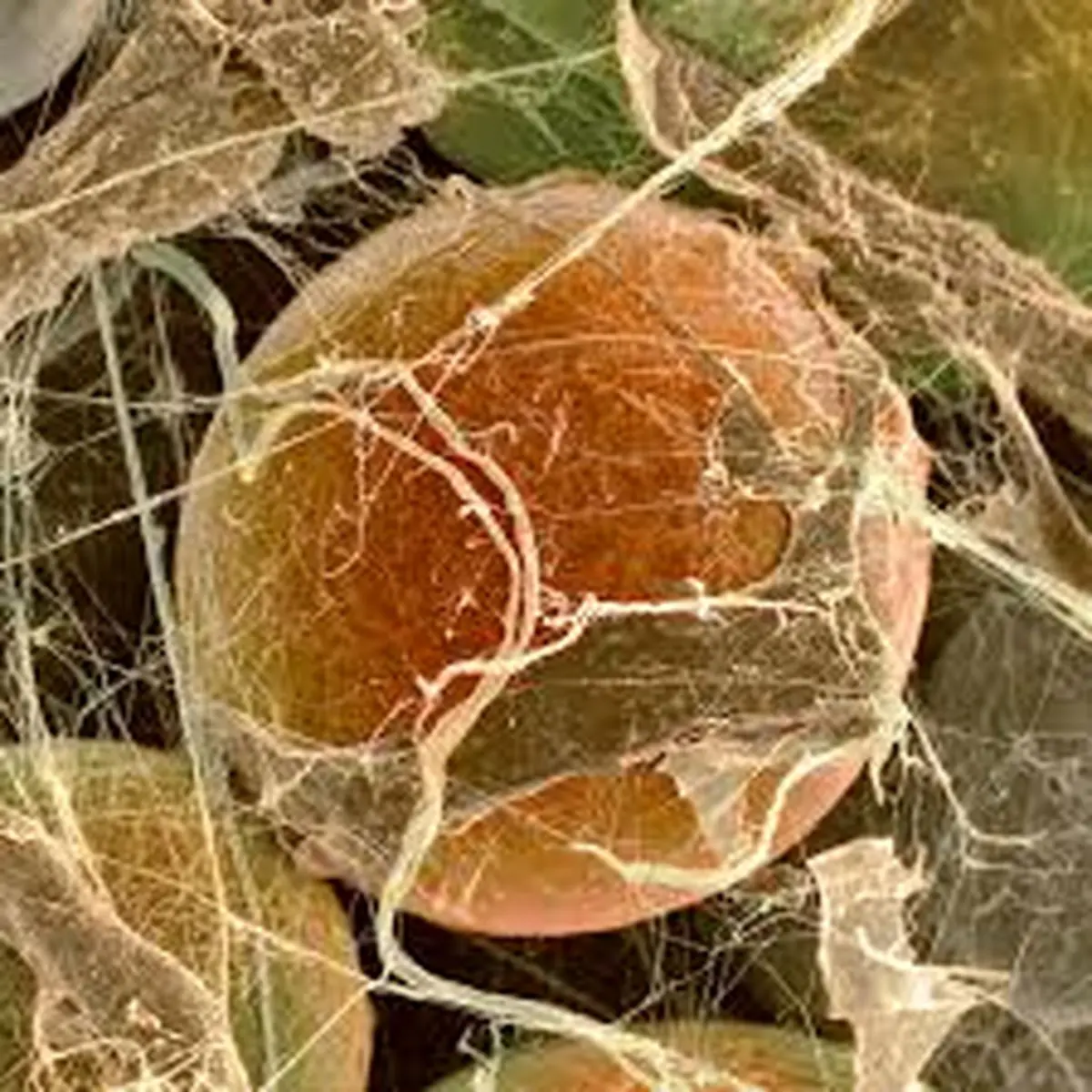 ابداع روشی برای تبدیل چربی سفید به قهوه ای