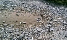 رودخانه "بشار" از مرگ نجات یافت+تصاویر