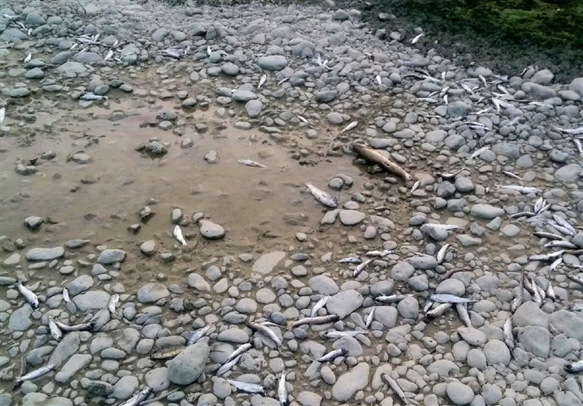 رودخانه "بشار" از مرگ نجات یافت+تصاویر