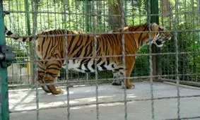 باغ وحش مشهد مجوز بهره‌برداری ندارد