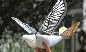 کبوتر جاسوس چینی روی سر مردم