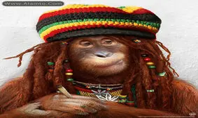 عکس های میمون های فشن و فوق العاده خنده دار