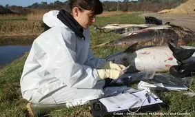 ماهیگیران فرانسوی جان دلفین ها را گرفتند+ تصاویر