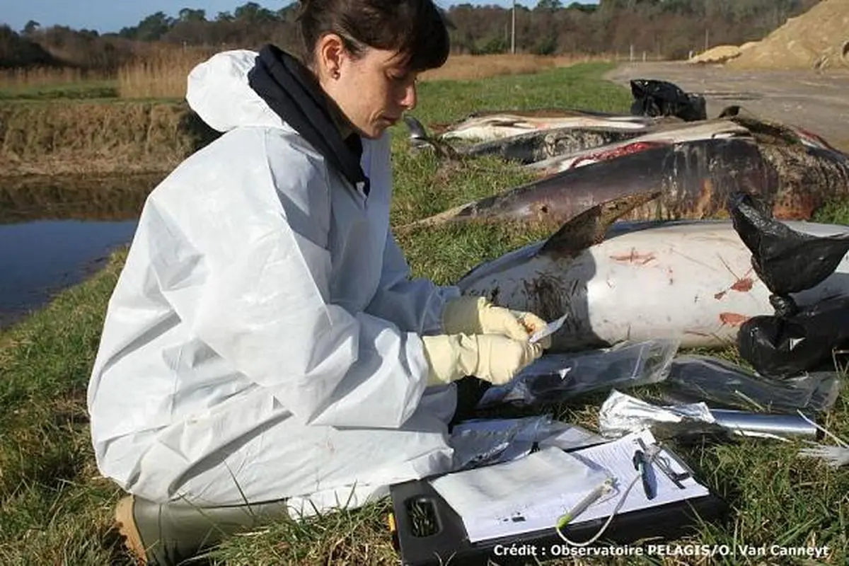 ماهیگیران فرانسوی جان دلفین ها را گرفتند+ تصاویر