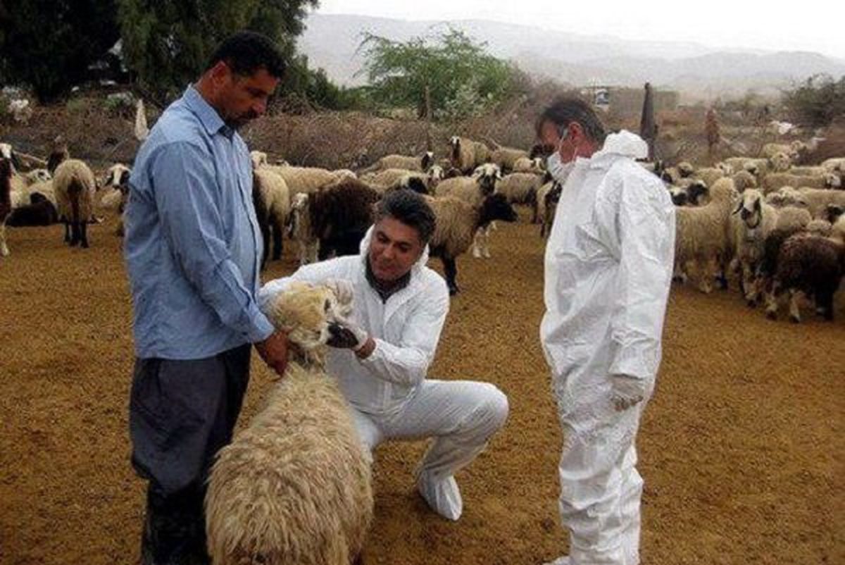 علائم بیماری تب کریمه کنگو در استان البرز مشاهده نشد