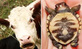 این گاو عجیب یک لاک پشت بدنیا آورد