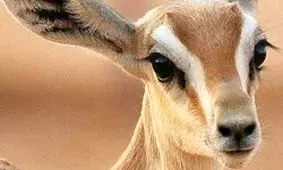 کانال آبرسانی که قتلگاه آهوان شده است