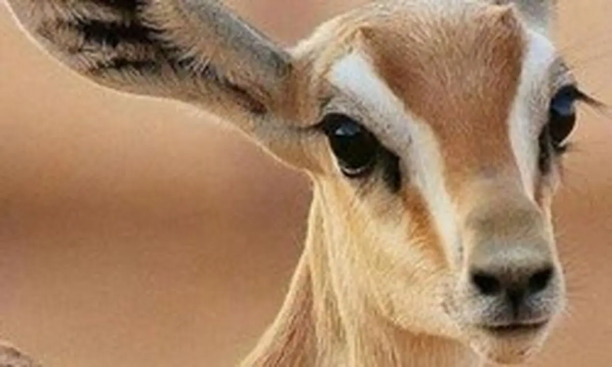 کانال آبرسانی که قتلگاه آهوان شده است