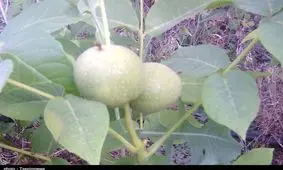 رویش گردوی سبز در گرمای ۵۰ درجه خوزستان