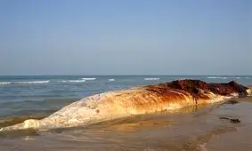 لاشه یک نهنگ به طول ۱۴ متر در ساحل پارک ملی دیر- نخیلو کشف شد