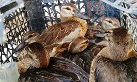 سفره خونین تالاب‌های خوزستان پیش پای پرندگان مهاجر