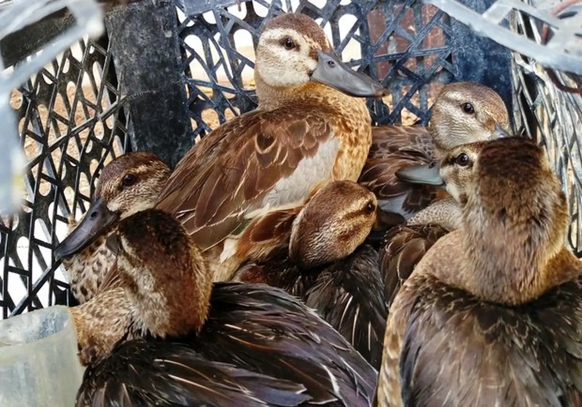 سفره خونین تالاب‌های خوزستان پیش پای پرندگان مهاجر