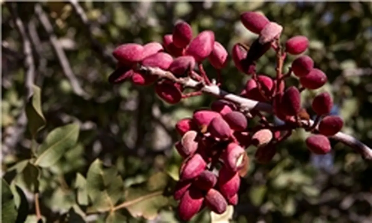 تقلیل برداشت پسته‌ رفسنجان در هرهکتار از 2 تن به 50 کیلوگرم