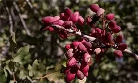 تقلیل برداشت پسته‌ رفسنجان در هرهکتار از 2 تن به 50 کیلوگرم