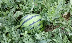 هندوانه کویری