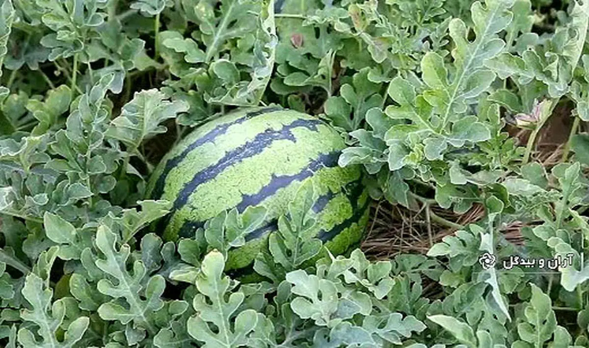 هندوانه کویری