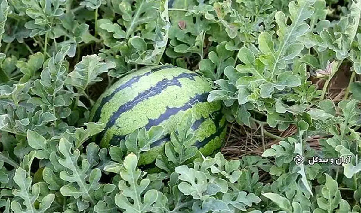 هندوانه کویری