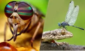 جهان از نگاه حیوانات