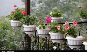 طبیعت روستای میلاش اشکورات+ تصاویر