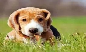 کار زشتی که کارگر جوان با سگ بی نوا کرد !