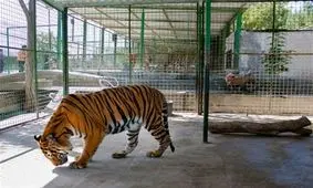 جزییات کشف ویلا شخصی در باغ وحش مشهد