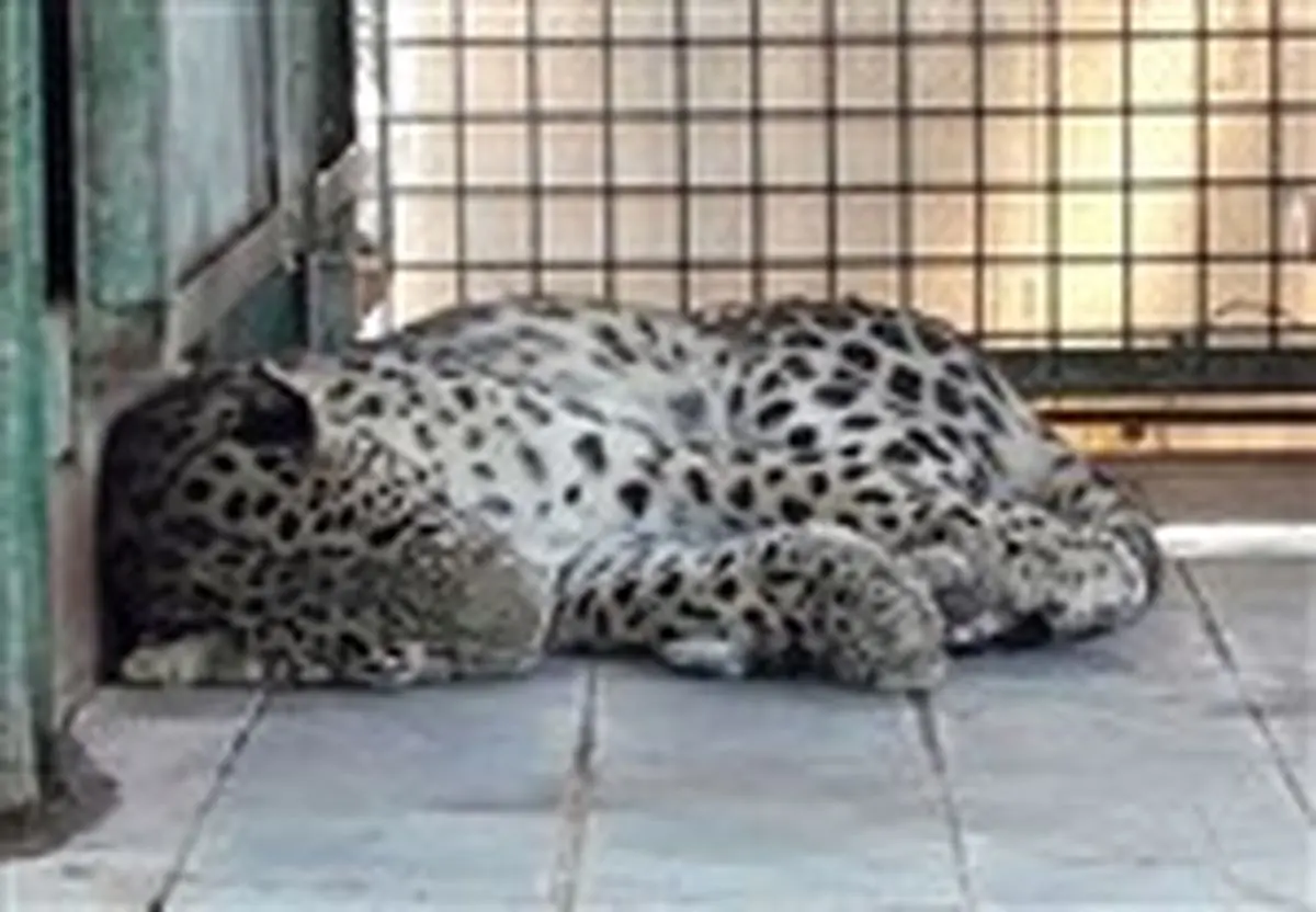 پلنگ ۶ ساله باغ وحش مشهد در آستانه مرگ