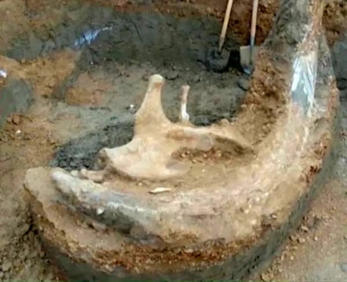 کشف حیرت انگیز بزرگترین عاج ماموت دنیا