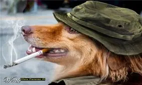 عکس های بسیار خنده دار از سگ ها