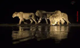 آب خوردن جالب شیر‌ها در شب + عکس