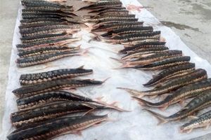 ذخایر ماهیان خاویاری در دریای خزر رو به کاهش است