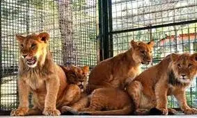 مهلت یک هفته ای محیط زیست به باغ وحش مشهد برای انجام اصلاحات