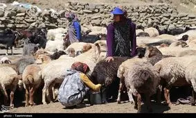 تلاش زنان روستایی خراسان شمالی در دامداری‌ها به روایت تصویر