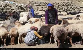 تلاش زنان روستایی خراسان شمالی در دامداری‌ها به روایت تصویر