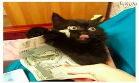 حس و حال این حیوانات دیوانه‌تان می‌کند