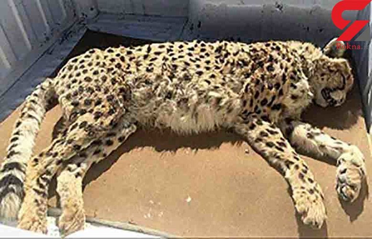 حادثه تلخ برای یوزپلگ ایرانی در جاده مشهد + عکس