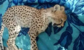 توله یوز مجروح خارتوران به تهران اعزام شد/ آسیب جدی از ناحیه کمر