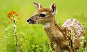 آهویی که برای شیر خوردن هر روز به خانه انسان‌ها می‌آید